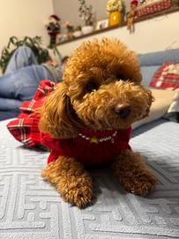 Cucciolo di barboncino