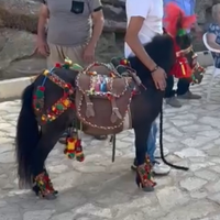 Pony Falabella