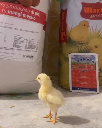Pulcini livornesi