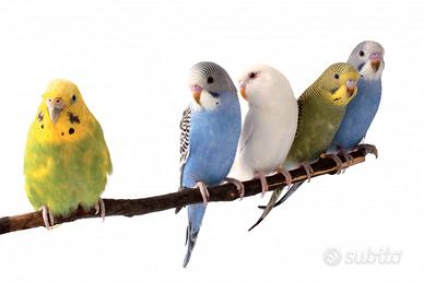 Cocorite giovani colori vari
