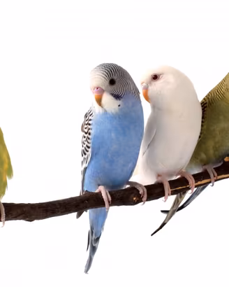 Cocorite giovani colori vari