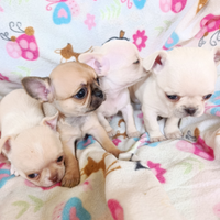 Mini chihuahua maschietti