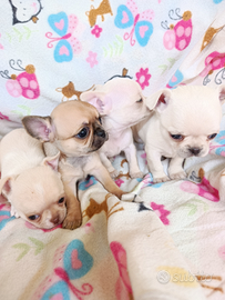 Mini chihuahua maschietti