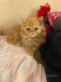 Gatto persiano arancione