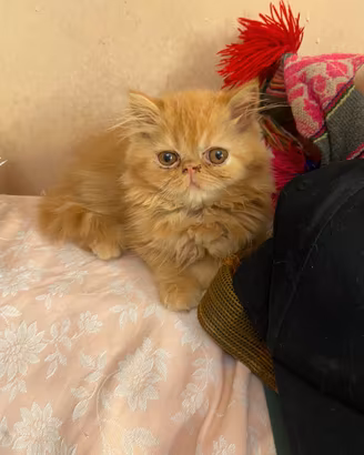 Gatto persiano arancione
