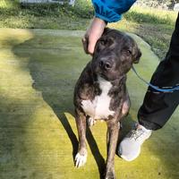 Apollo simil Amstaff