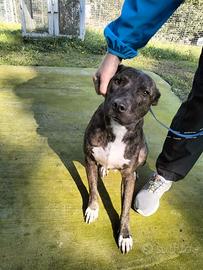 Apollo simil Amstaff