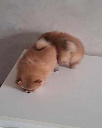Cuccioli di spitz pomerania taglia mini toy