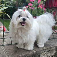 Maltese coreano per monta