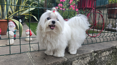 Maltese coreano per monta