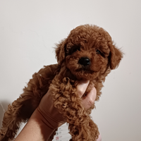 Barboncino Toy