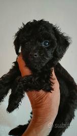 Barboncino MINI TOY BLACK
