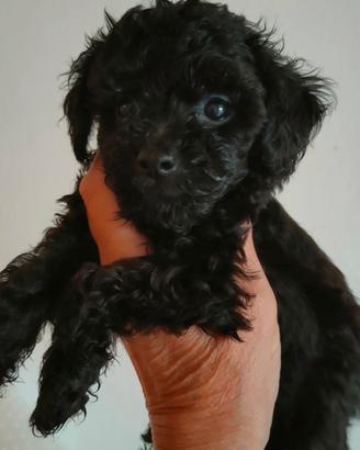 Barboncino MINI TOY BLACK