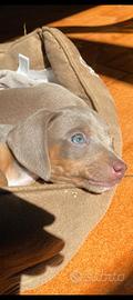 Cucciolo bassotto mini