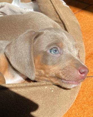 Cucciolo bassotto mini