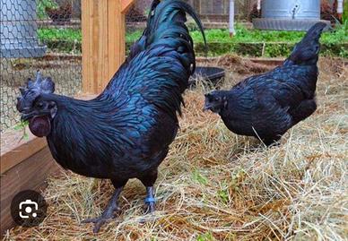 Ayam Cemani