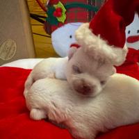 Cuccioli di chihuahua