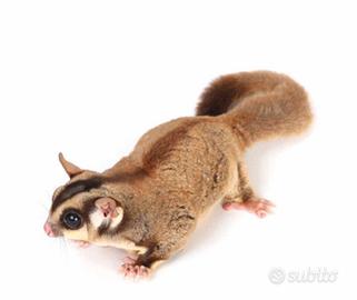 Petauro Dello Zucchero