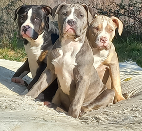 American bully medium
