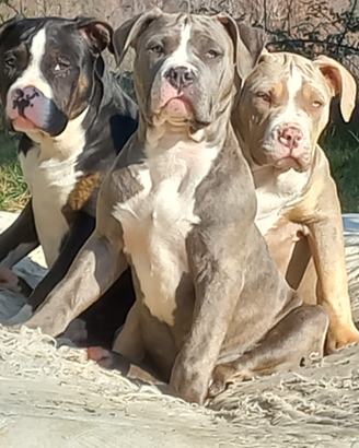 American bully medium