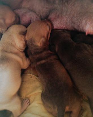 Cuccioli Pitbull