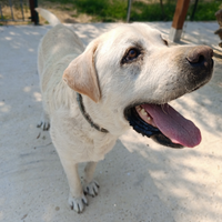 Labrador MASCHIO per MONTA