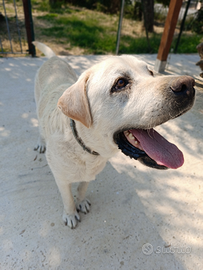 Labrador MASCHIO per MONTA