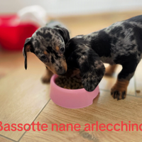 Bassotto arlecchino nano
