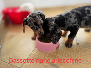 Bassotto arlecchino nano