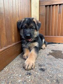 Pastore tedesco cucciolo con pedigree