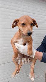 Cucciolo meticcio in adozione