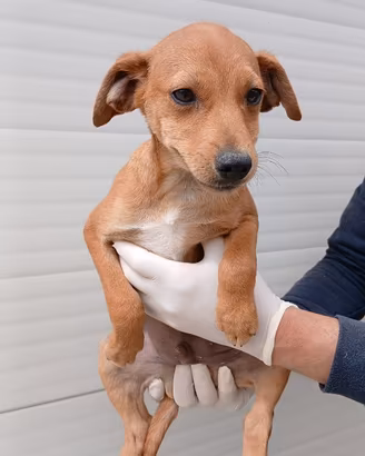 Cucciolo meticcio in adozione