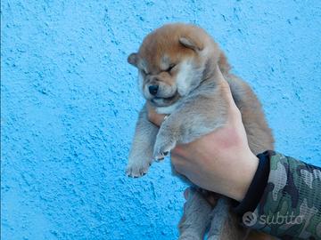 Meravigliosi cuccioli di Shiba