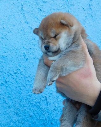Meravigliosi cuccioli di Shiba