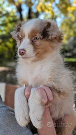 Cucciolo di Australian shepherd