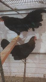 Galline livornesi