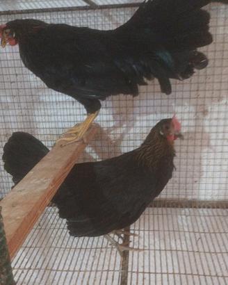 Galline livornesi
