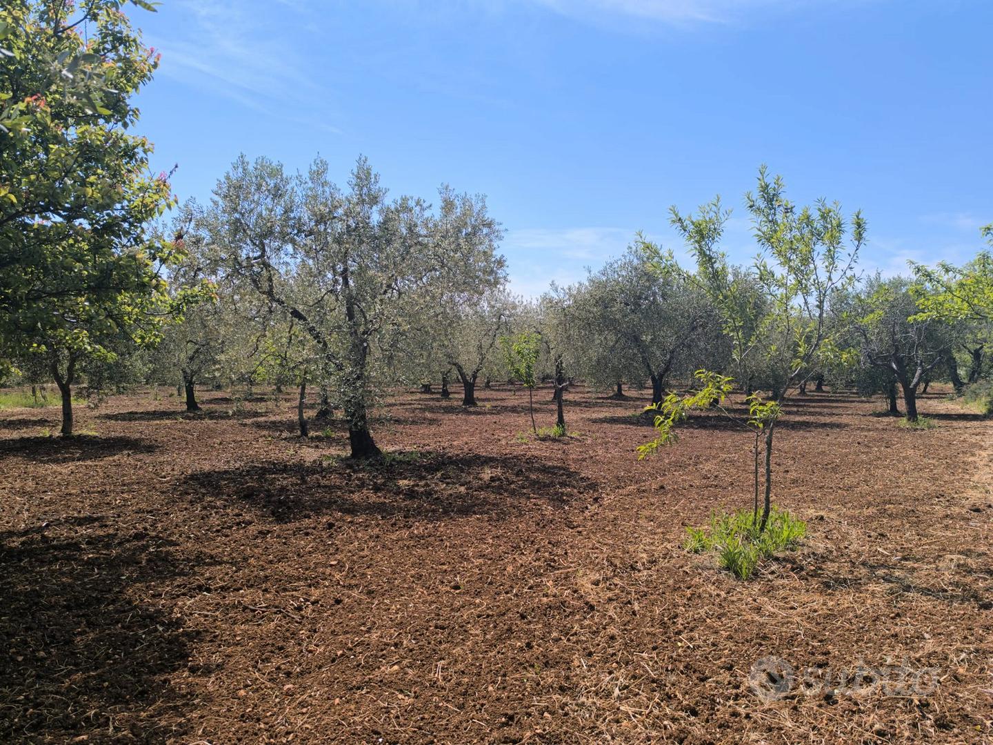 Terreno a San Nicandro Garganico - Vista 4