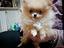 Immagine 4