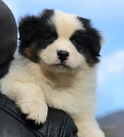 Australian shepherd