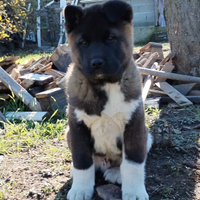 Cuccioli akita americano