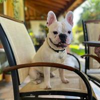 Bulldog Francese per monta