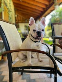 Bulldog Francese per monta