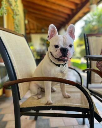 Bulldog Francese per monta