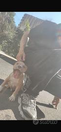 Pitbull