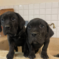 Cuccioli maschio e femmina cane corso