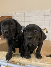 Cuccioli maschio e femmina cane corso