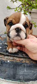 Bulldog inglese ENCI