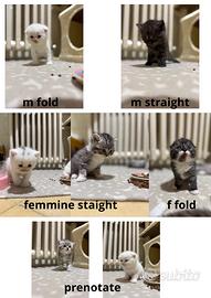 Scottish fold & straight