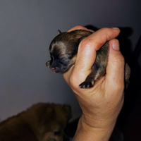 Spitz tedesco di Pomerania Toy disponibili